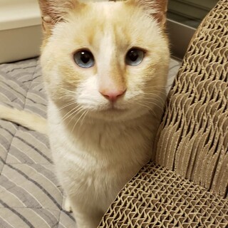 人懐こ過ぎるシャムミックスの男の子