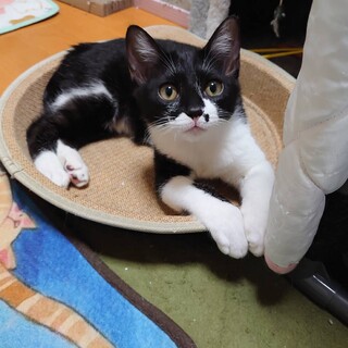 ホクロがチャーミングな甘えた可愛い、うりくん