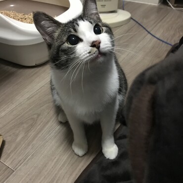 かわいい、ニャンちゅう。