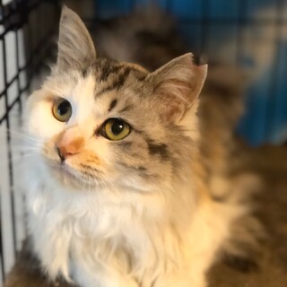 グレイスフリー長毛兄弟ねこ。