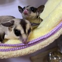 フクロモモンガ2匹