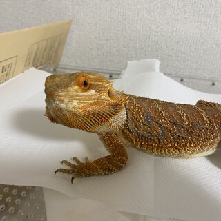 フトアゴヒゲトカゲ