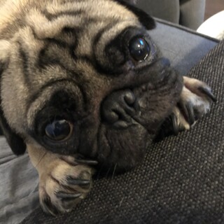 里親さん決定しました！