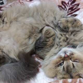 短足モフモフマンチカンの女の子