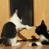 ウチに来てまだ間もない頃。。