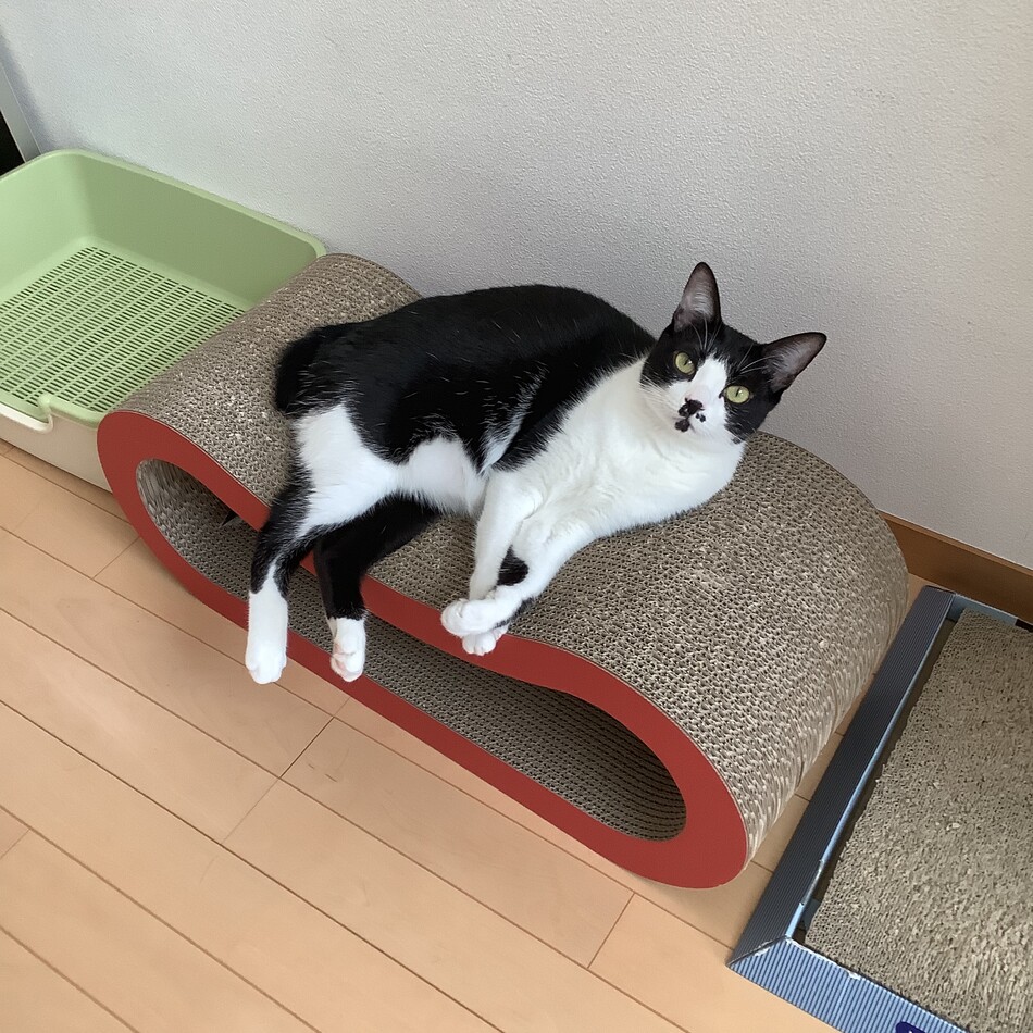 もみじのカバー写真