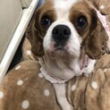 ももこ★ベット大好きキャバリア