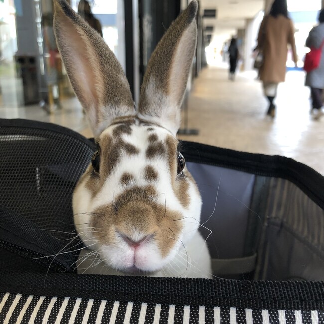 じろちょうのカバー写真