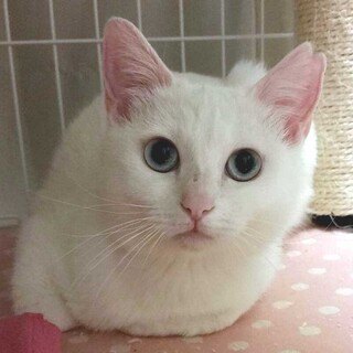 里親様決まりました。