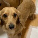 愛犬を可愛がってくれるかたを探しております