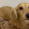 愛犬を可愛がってくれるかたを探しております サムネイル2