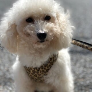 トイプードルのジェーンちゃん