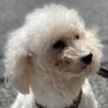 トイプードルのジェーンちゃん サムネイル3