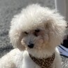 トイプードルのジェーンちゃん サムネイル5