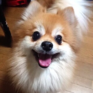 ポメラニアンのアレッタちゃん