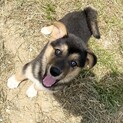 大人しめのポポちゃん‼︎2ヶ月