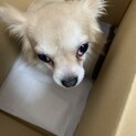 早急にお願いします。