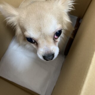 早急にお願いします。