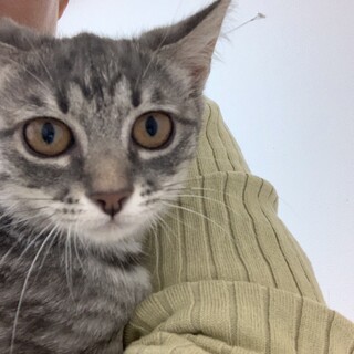 フワフワグレーの女の子「オポちゃん」