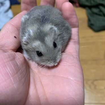ブルーサファイア