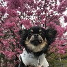 チワワのこま