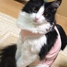 の写真