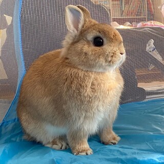 血統書つき　ネザー 里親募集