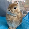 血統書つき　ネザー 里親募集 サムネイル2