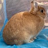 血統書つき　ネザー 里親募集 サムネイル3