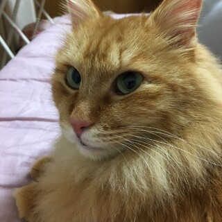 【里親決定】だいちゃん