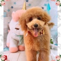 あのちゃん