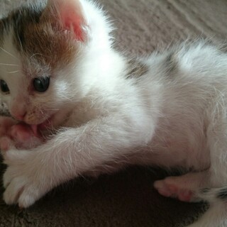 ありがとうございました。