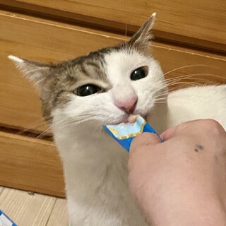 日本で1番？遠慮深い穏やかなイケメンチャッピー