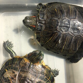 ２匹の元気なミドリガメさん　里親募集しています！