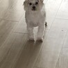 マルプー　オス　トライアル中 サムネイル4