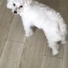 マルプー　オス　トライアル中 サムネイル5