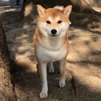 こうめ