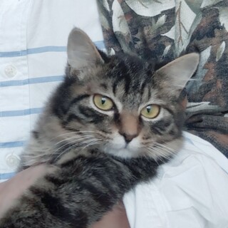 穏やか仲良しキジ長毛・麦わら姉妹