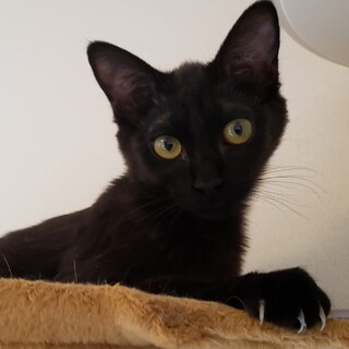 ブラックスモーク風♪甘えん坊の琴」ちゃん