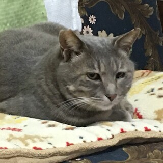 グレーキジが綺麗なグレちゃん