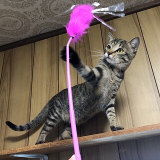 生まれつき水頭症のりんごちゃん
