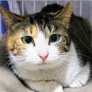 三毛猫　オーダー一時停止中様確認専用ページ❷ みけさん・くろさん on X: 
