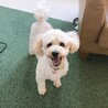 しぶたん