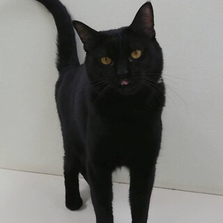 ちょっぴりシャイな大人女子黒猫美人クミ