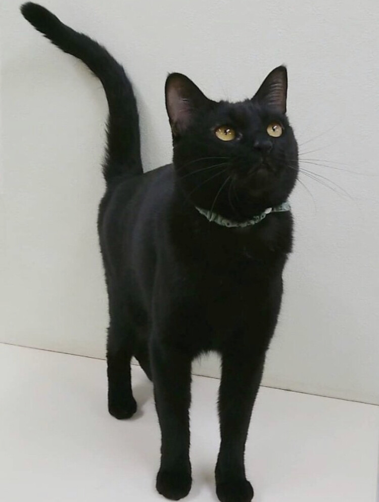 ちょっぴりシャイな大人女 福岡県 猫の里親募集 306090 ペットのおうち 月間利用者150万人