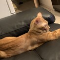 恥ずかしがり屋の甘えん坊