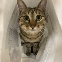 たける
