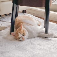 たれぞう