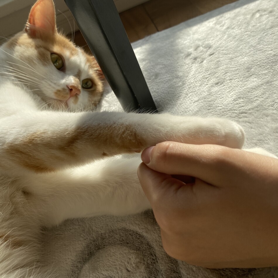 たれぞうのカバー写真