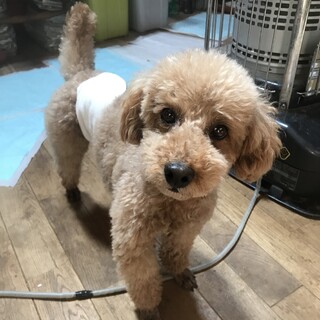 人の側が好きトイプードル「ルマンド」くん